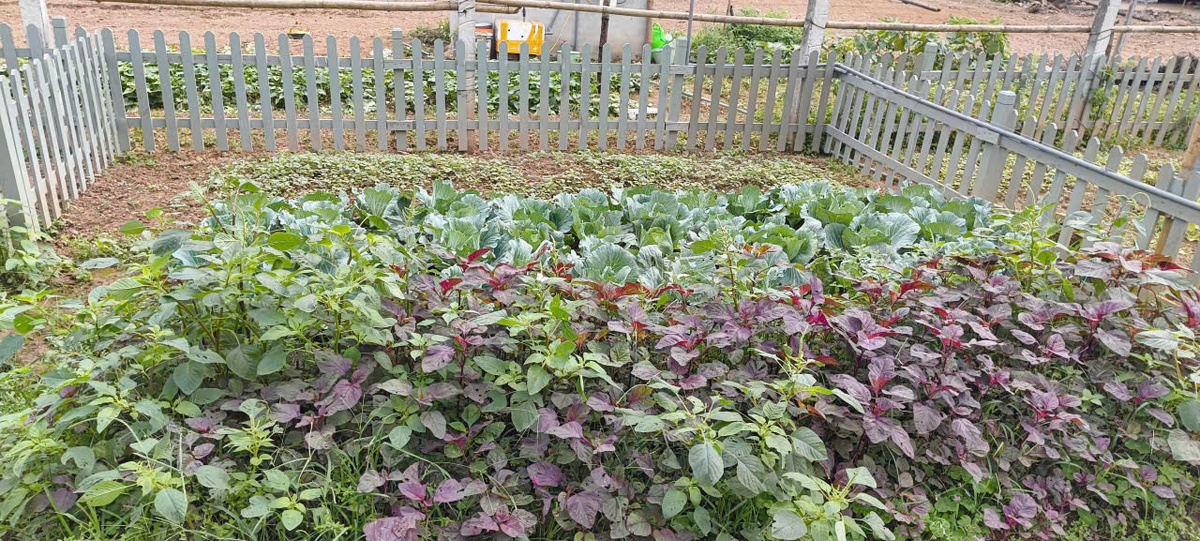 Tiêu dùng xanh từ căn bếp đô thị: Khi phụ nữ thay đổi từng bữa ăn- Ảnh 1. Tiêu dùng xanh từ căn bếp đô thị: Khi phụ nữ thay đổi từng bữa ăn- Ảnh 1.