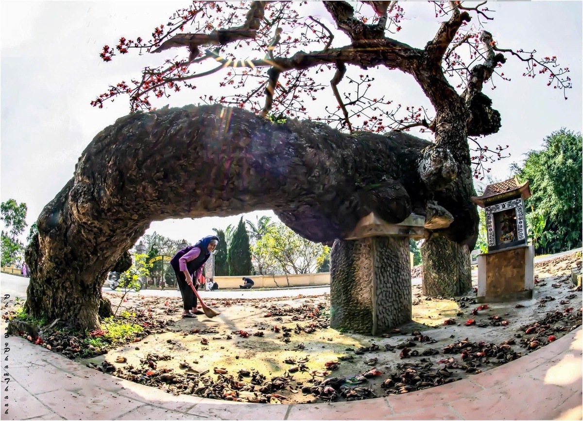 "Cây gạo gù" trăm năm tuổi - điểm check-in đặc biệt trong Tuần lễ Áo dài- Ảnh 3.