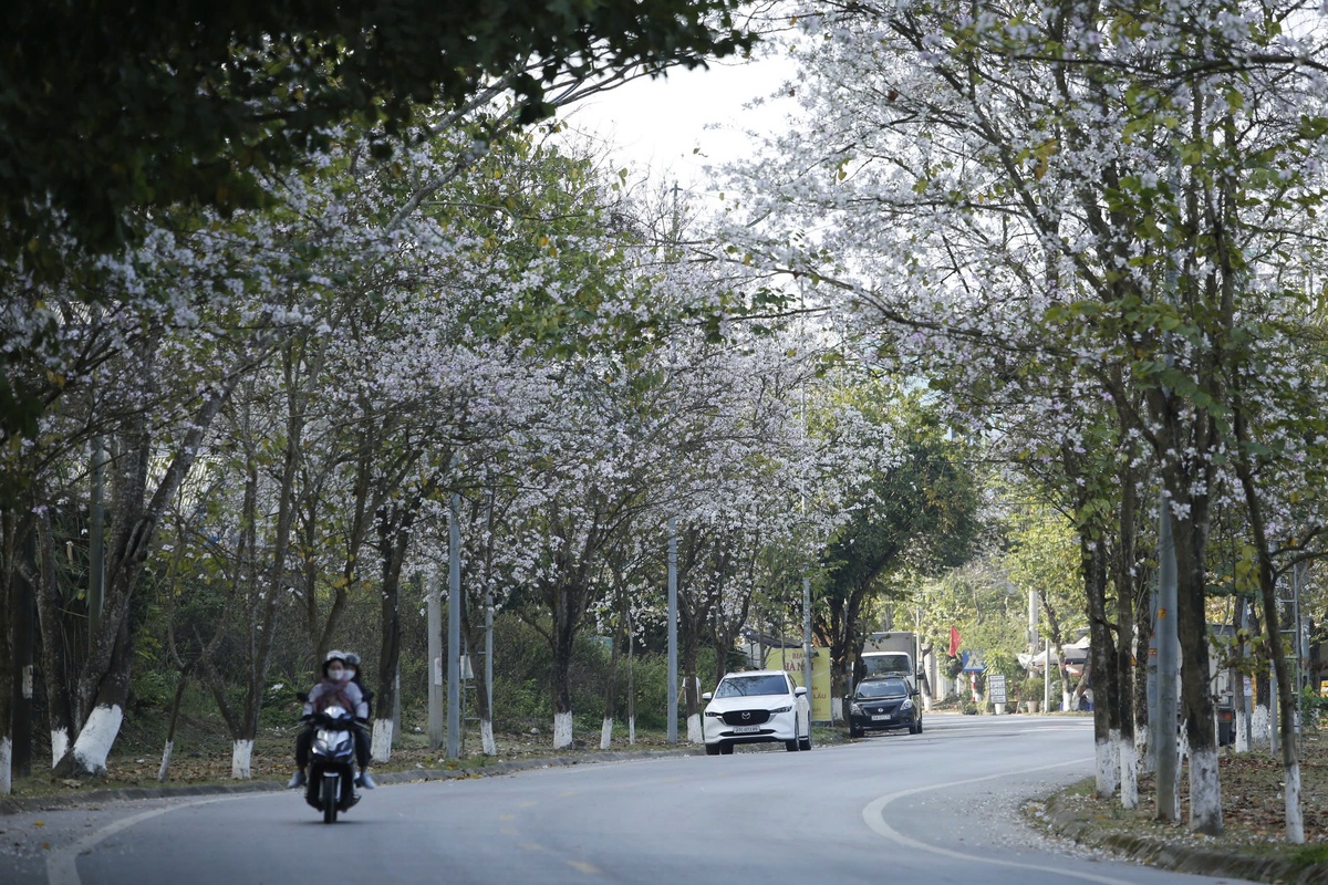 Điện Biên dịu dàng mùa hoa ban nở- Ảnh 13.