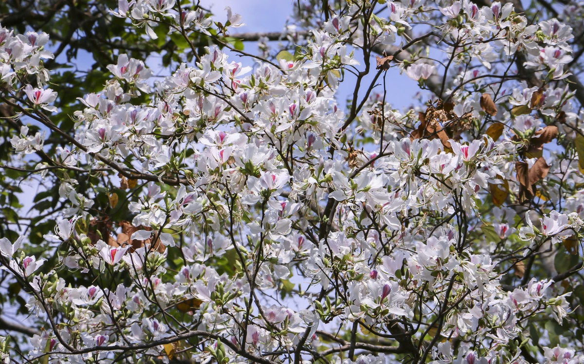 Điện Biên dịu dàng mùa hoa ban nở- Ảnh 11.