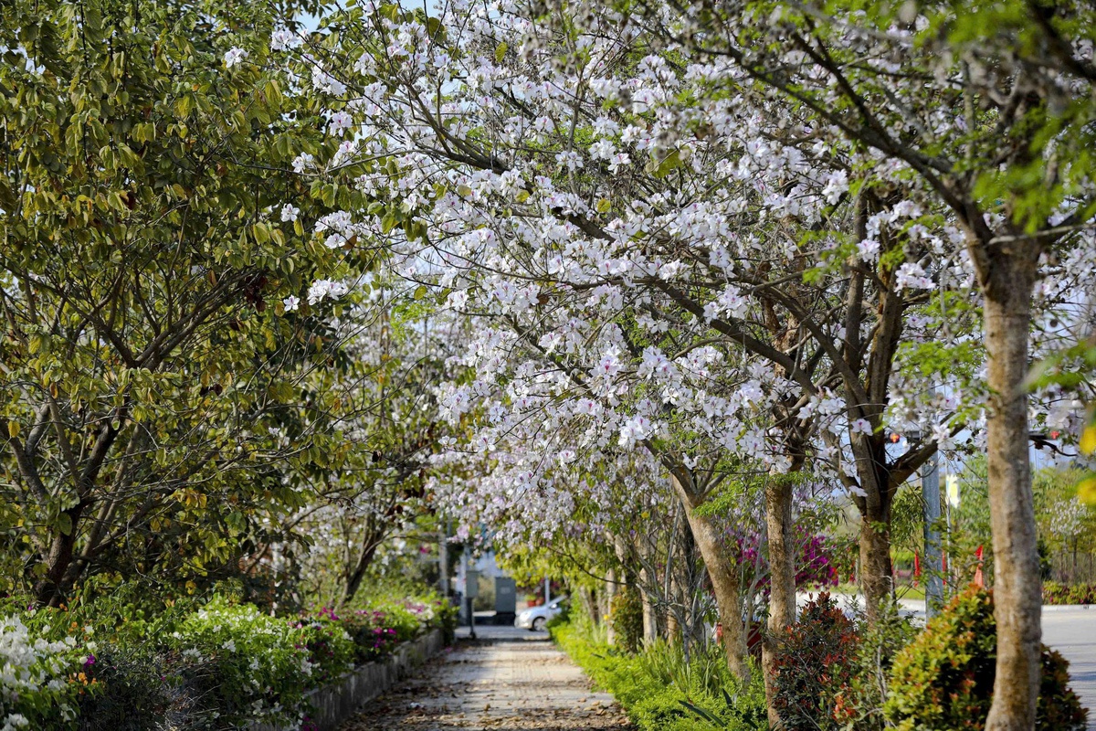 Điện Biên dịu dàng mùa hoa ban nở- Ảnh 2.