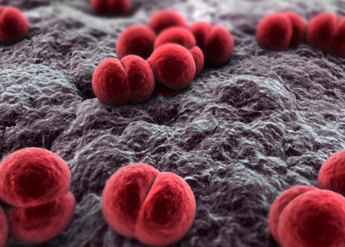 Bệnh não mô cầu gia tăng: Trẻ em chiếm gần một nửa số ca mắc- Ảnh 2.