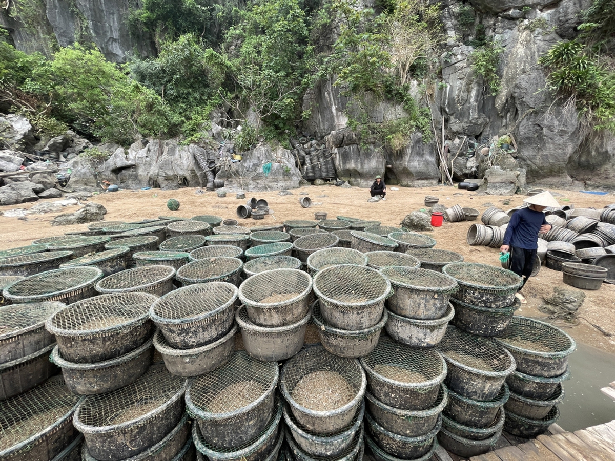 Tạm giữ, tịch thu tang vật một số hộ nuôi thủy sản trái phép trên vịnh Hạ Long- Ảnh 2. Tạm giữ, tịch thu tang vật một số hộ nuôi thủy sản trái phép trên vịnh Hạ Long- Ảnh 2.