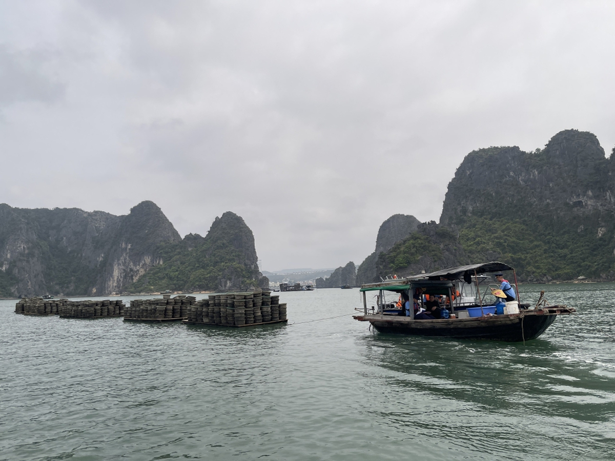 Tạm giữ, tịch thu tang vật một số hộ nuôi thủy sản trái phép trên vịnh Hạ Long- Ảnh 3. Tạm giữ, tịch thu tang vật một số hộ nuôi thủy sản trái phép trên vịnh Hạ Long- Ảnh 3.