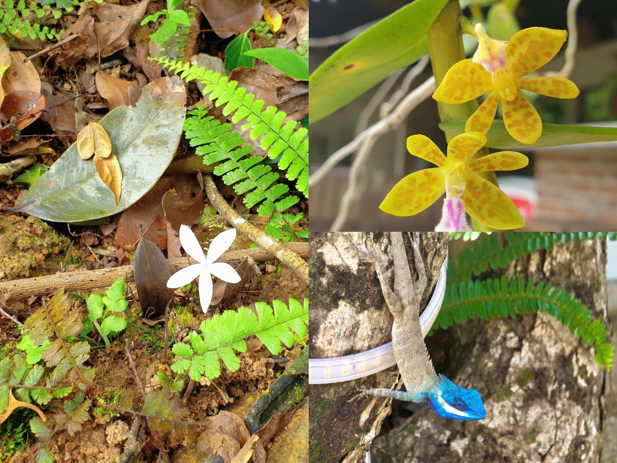 Viết tiếp giấc mơ đổi đời từ du lịch giữa đại ngàn Ba Hồ- Ảnh 1.