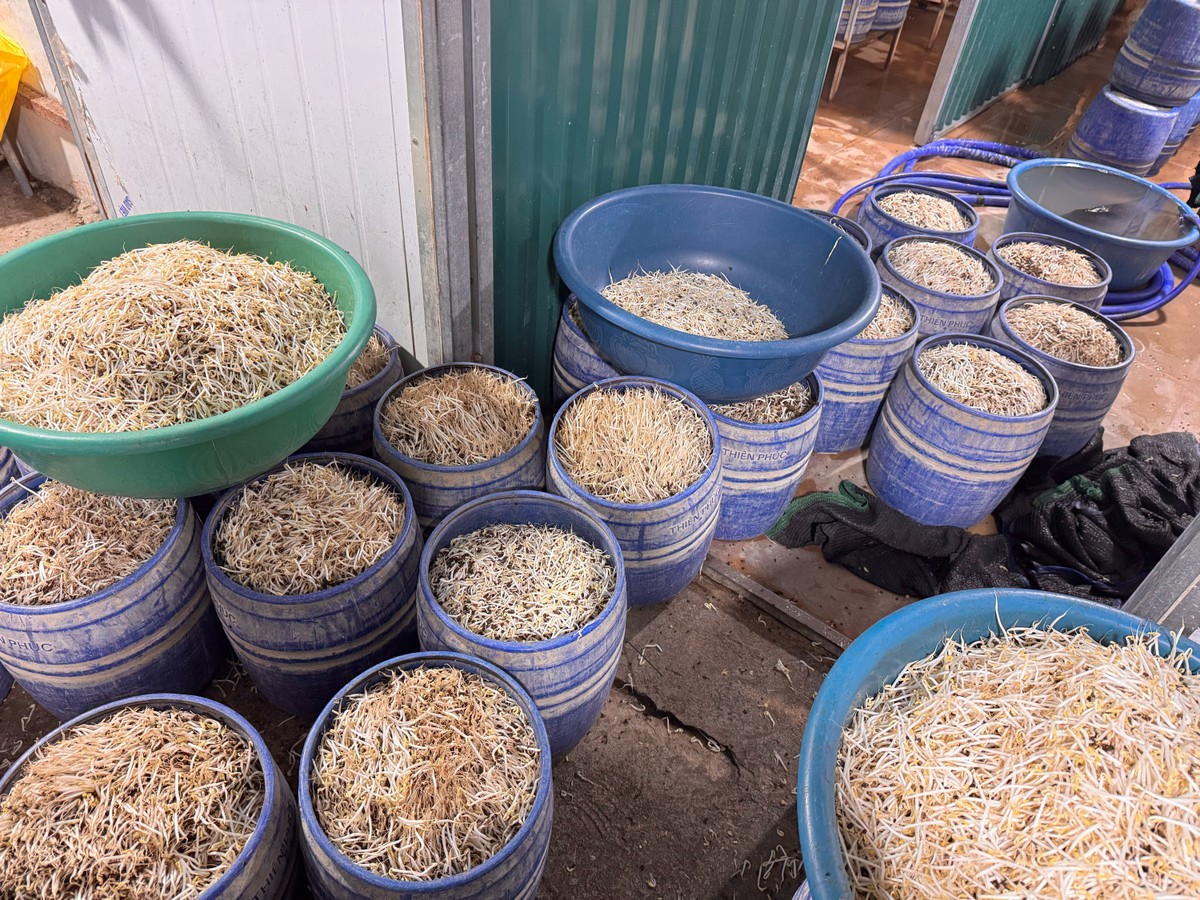 Bắt 2 chủ cơ sở bán ra thị trường 160 tấn giá đỗ chứa chất gây ung thư- Ảnh 2.