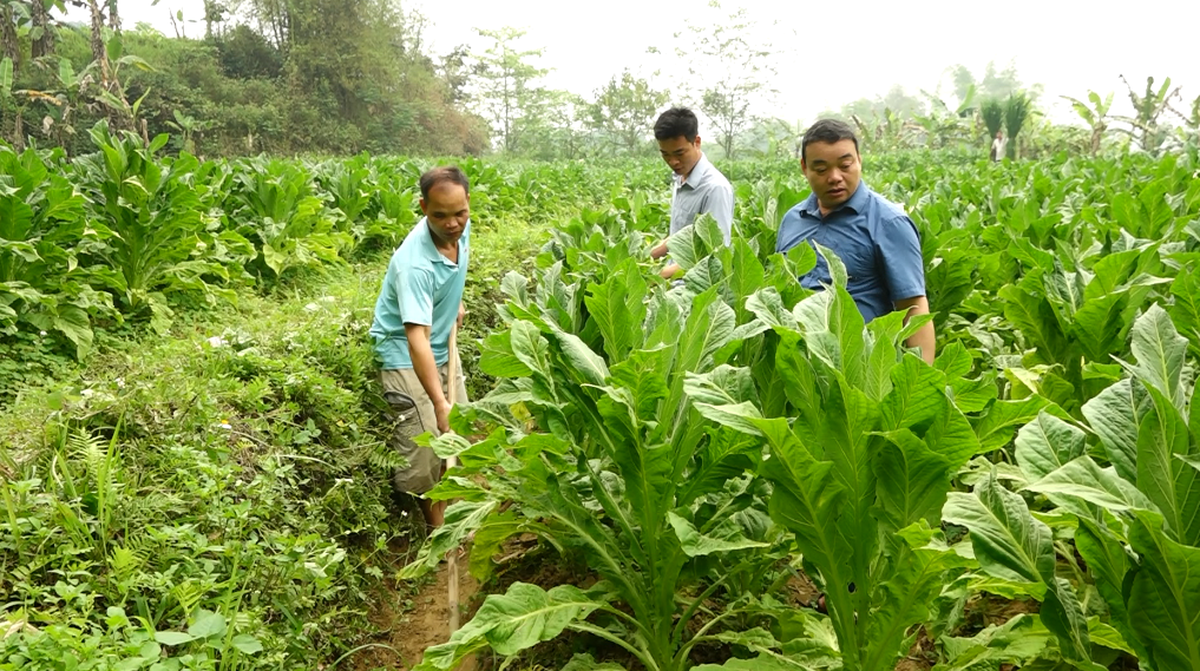 Hàng vạn con châu chấu tre tấn công cây trồng ở tỉnh Lạng Sơn, Cao Bằng- Ảnh 1.