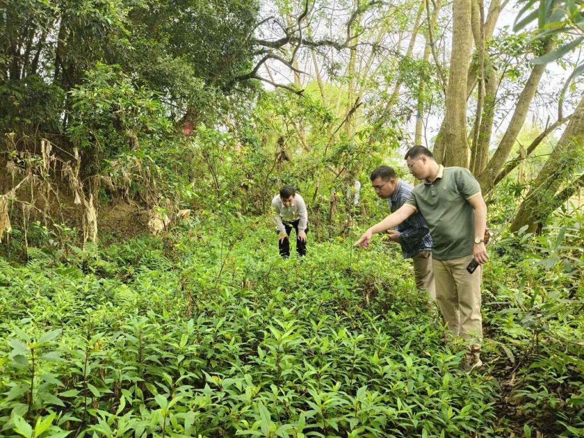 Hàng vạn con châu chấu tre tấn công cây trồng ở tỉnh Lạng Sơn, Cao Bằng- Ảnh 2.