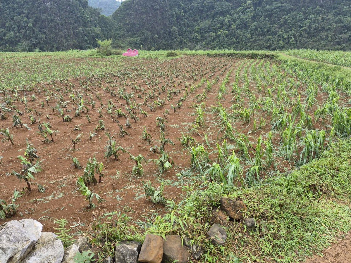 Chủ tịch UBND tỉnh Cao Bằng chỉ đạo khẩn khắc phục hậu quả mưa đá, giông lốc- Ảnh 9.