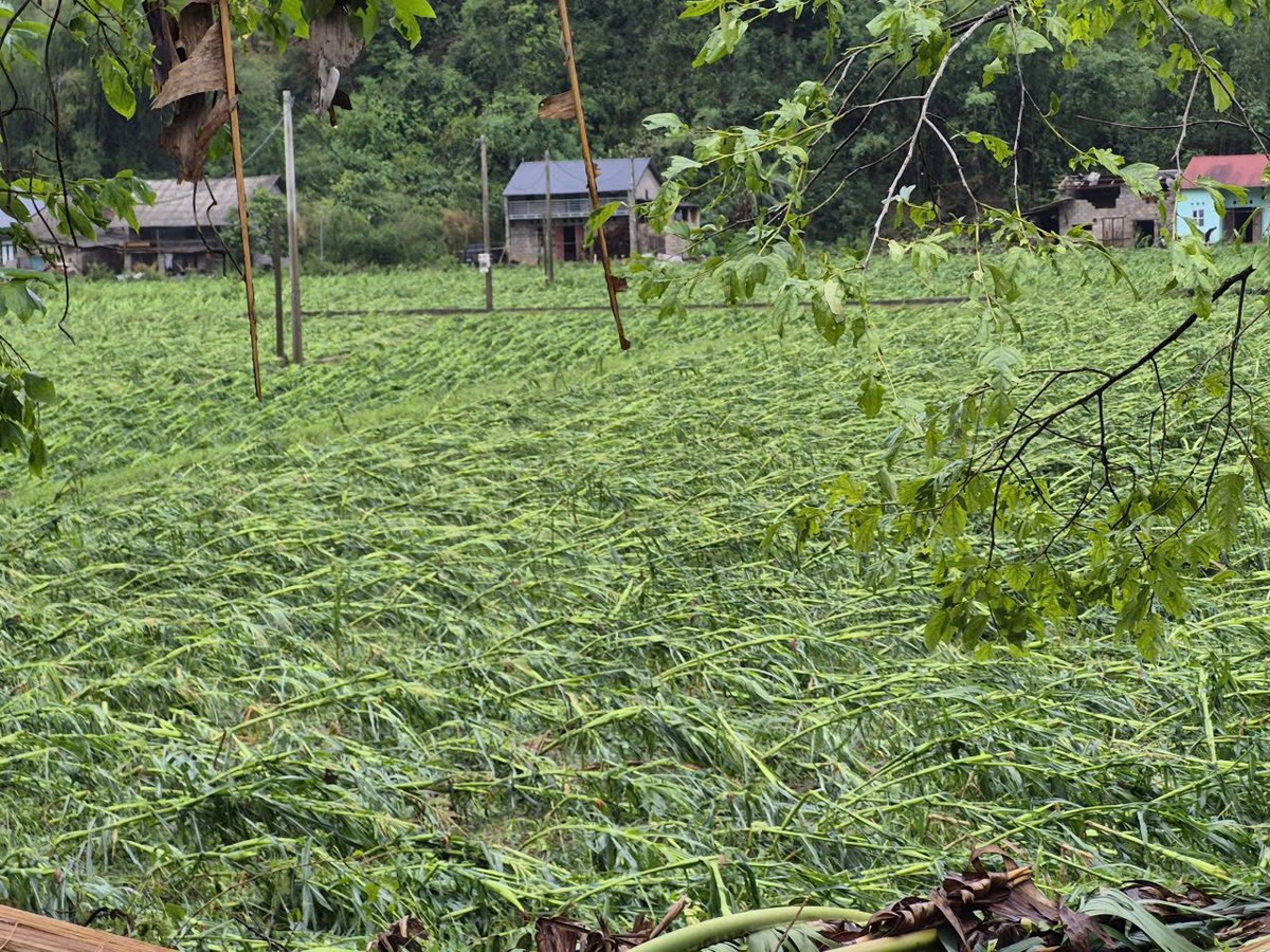 Chủ tịch UBND tỉnh Cao Bằng chỉ đạo khẩn khắc phục hậu quả mưa đá, giông lốc- Ảnh 10.