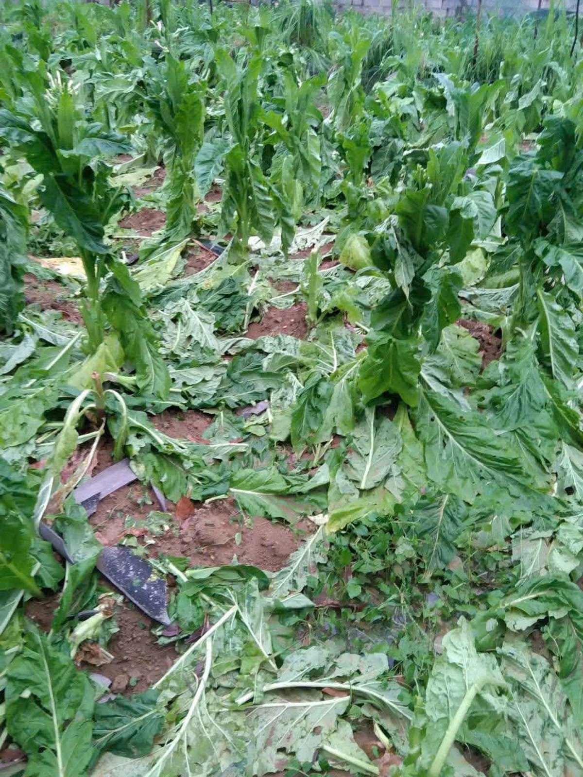 Chủ tịch UBND tỉnh Cao Bằng chỉ đạo khẩn khắc phục hậu quả mưa đá, giông lốc- Ảnh 8.