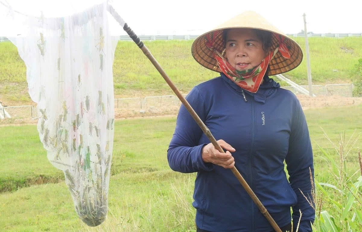 Hàng vạn con châu chấu tre tấn công cây trồng ở tỉnh Lạng Sơn, Cao Bằng- Ảnh 4.