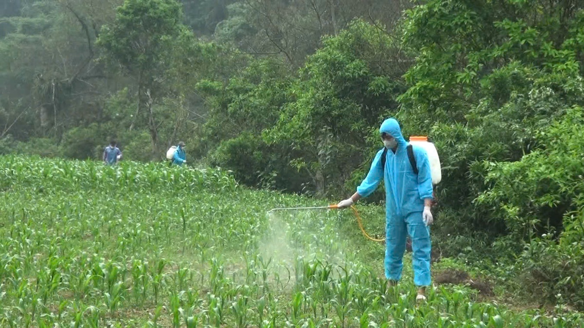 Hàng vạn con châu chấu tre tấn công cây trồng ở tỉnh Lạng Sơn, Cao Bằng- Ảnh 5.