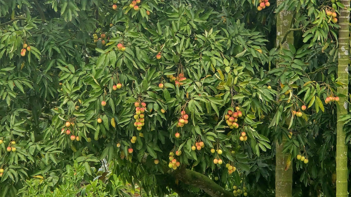 Hải Phòng: Vải u trứng chín sớm giá cao gấp đôi vải thiều chính phụ- Ảnh 1.