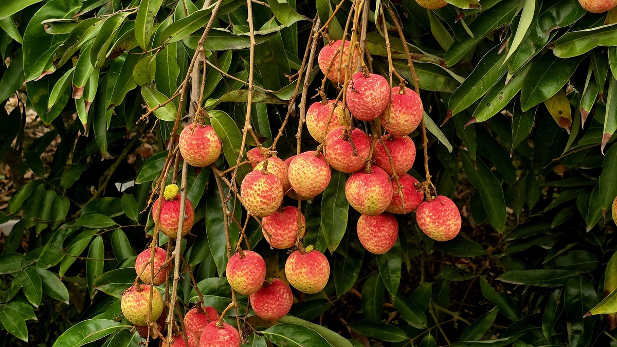 Hải Phòng: Vải u trứng chín sớm giá cao gấp đôi vải thiều chính phụ- Ảnh 2.