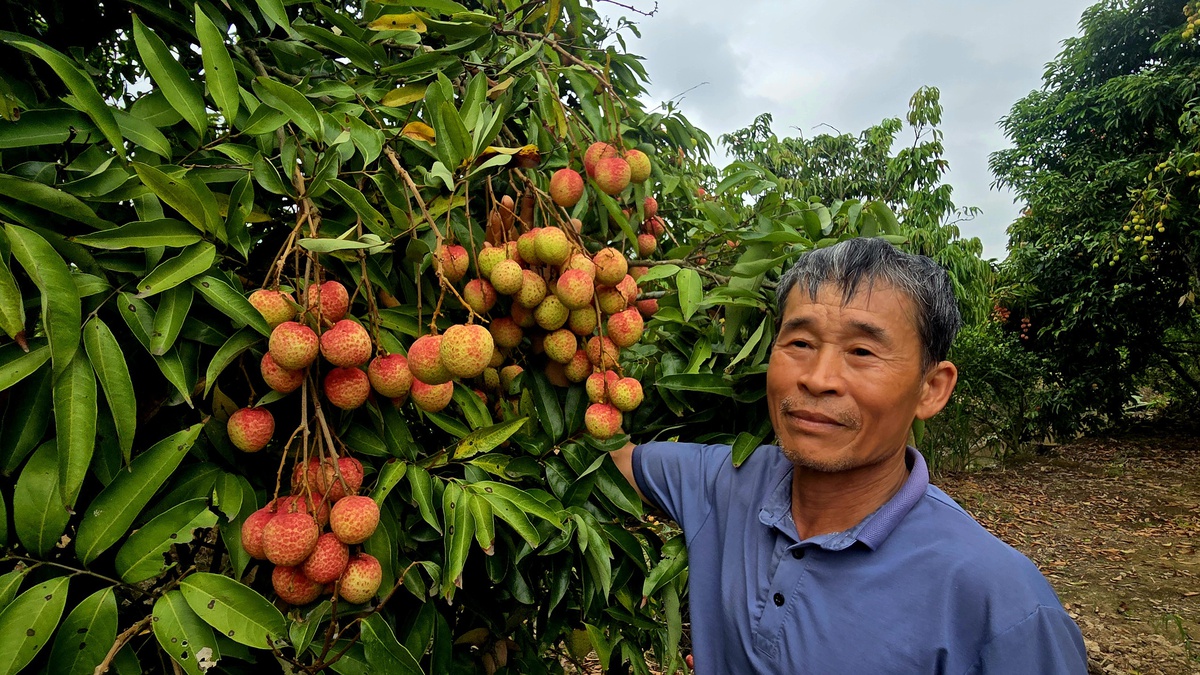 Hải Phòng: Vải u trứng chín sớm giá cao gấp đôi vải thiều chính phụ- Ảnh 3.