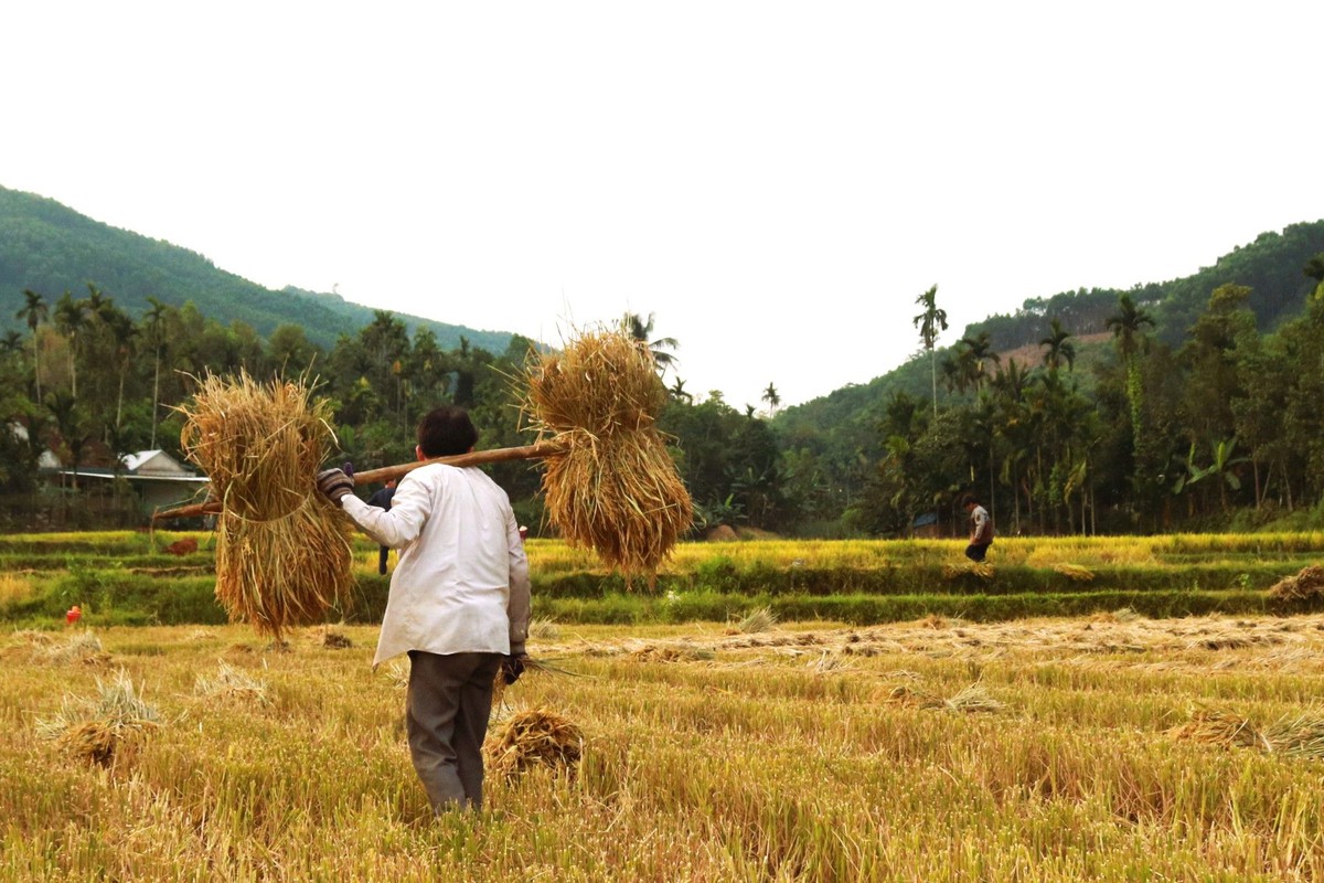 Mùa vàng trên non- Ảnh 8.