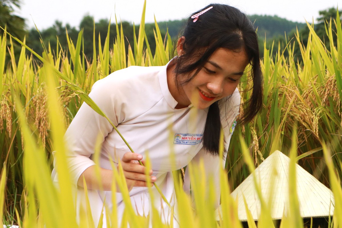 Mùa vàng trên non- Ảnh 7.