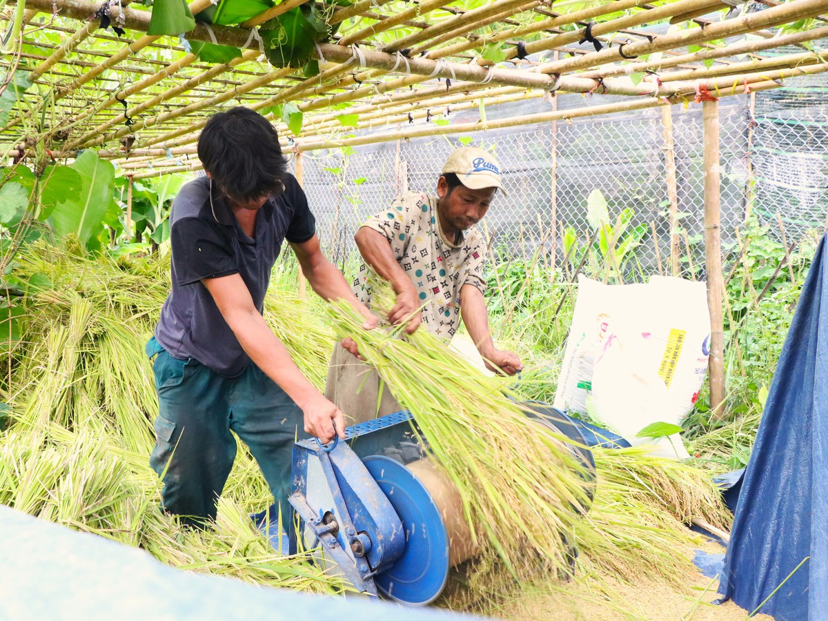 Mùa vàng trên non- Ảnh 9.