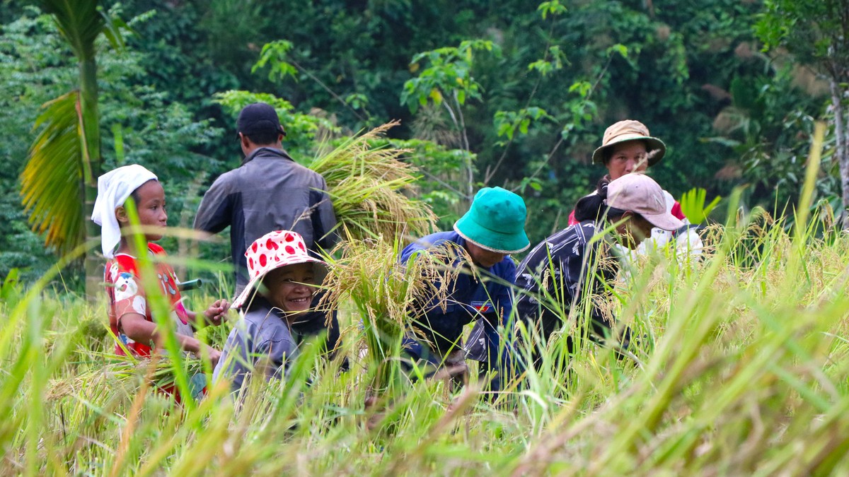 Mùa vàng trên non- Ảnh 4.