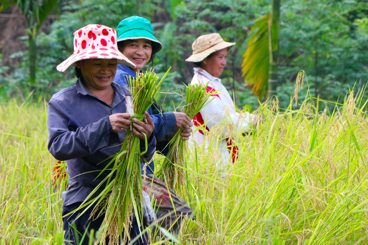 Mùa vàng trên non- Ảnh 1.
