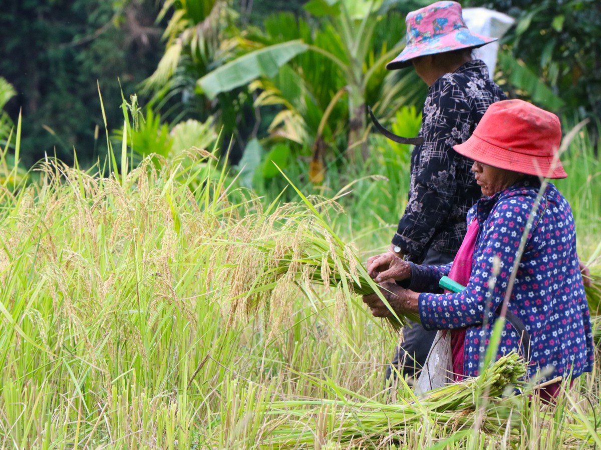 Mùa vàng trên non- Ảnh 5.