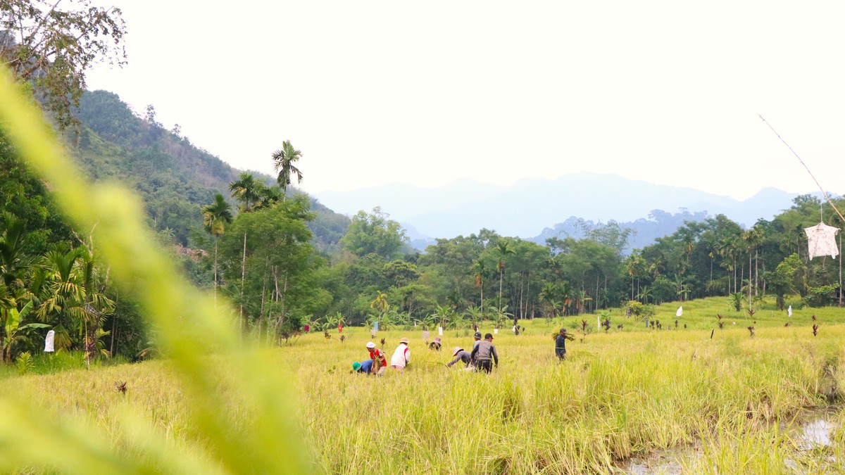Mùa vàng trên non- Ảnh 3.