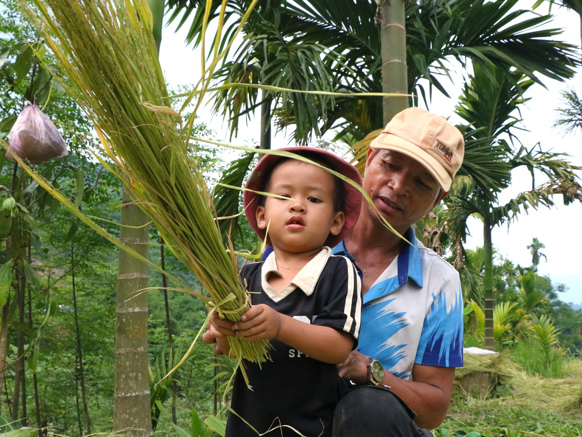 Mùa vàng trên non- Ảnh 6.