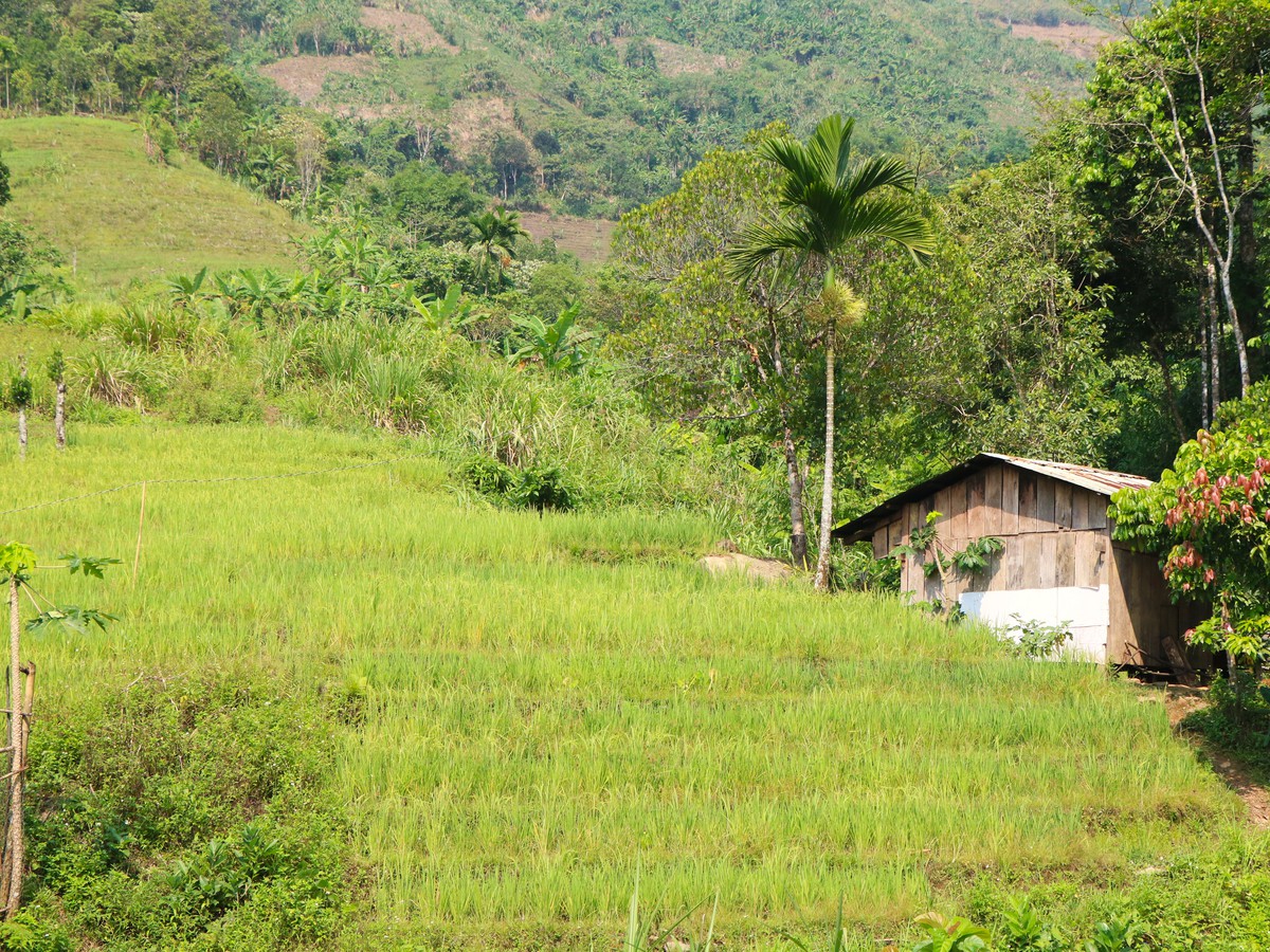 Mùa vàng trên non- Ảnh 12.