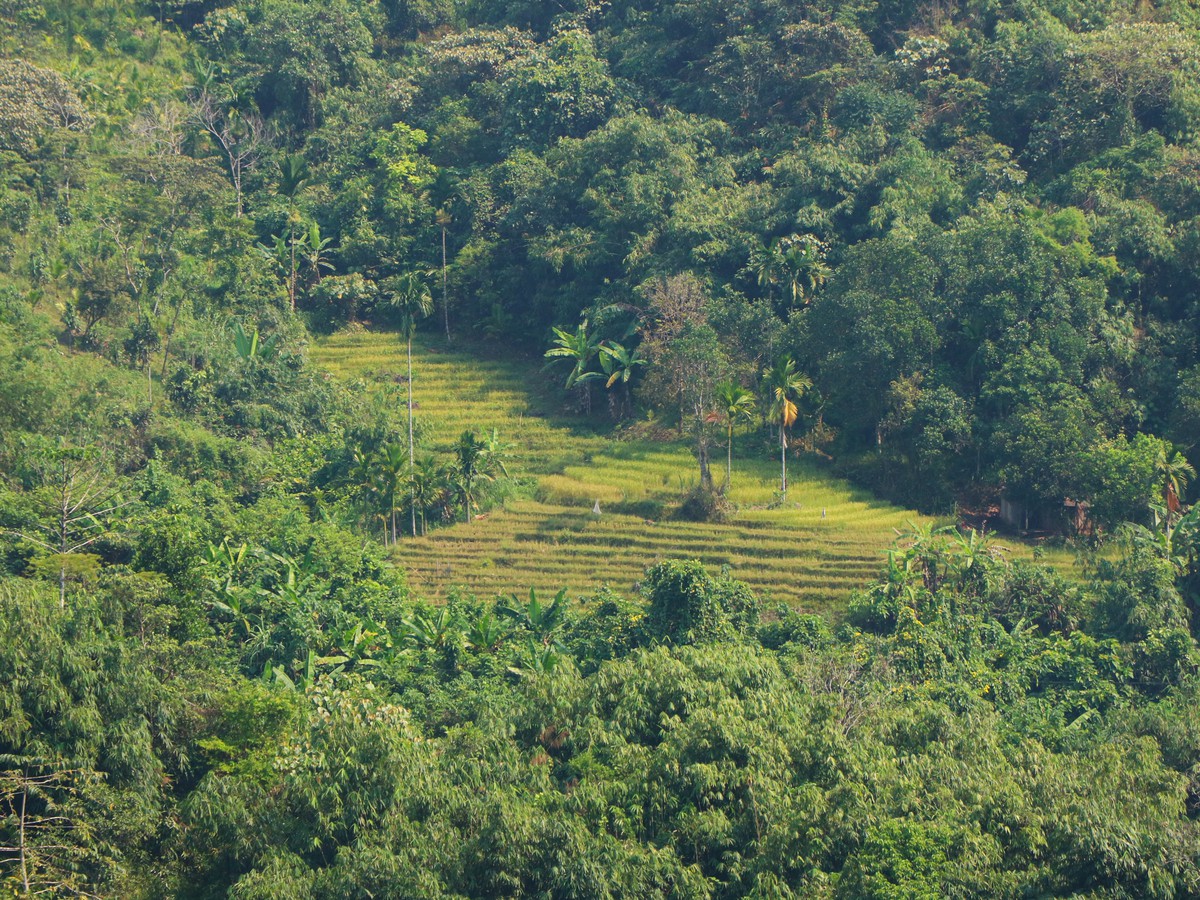 Mùa vàng trên non- Ảnh 11.