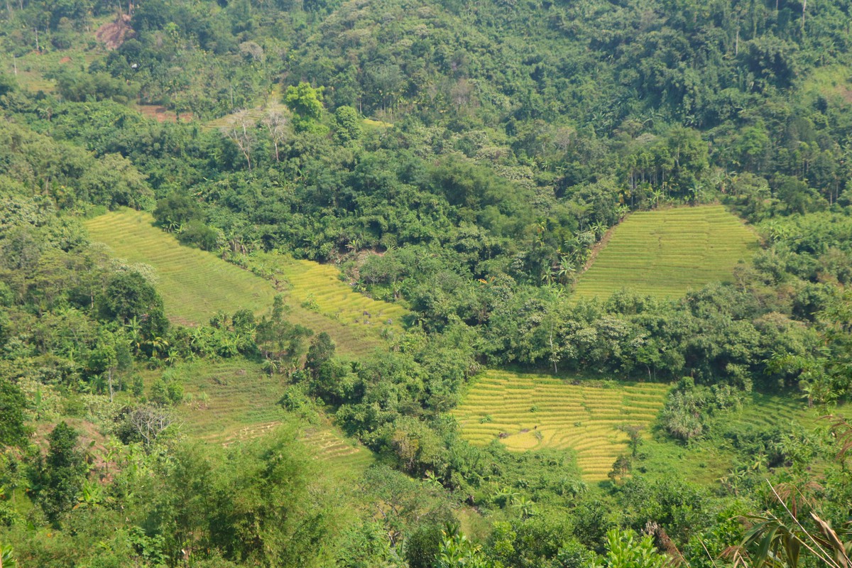 Mùa vàng trên non- Ảnh 2.