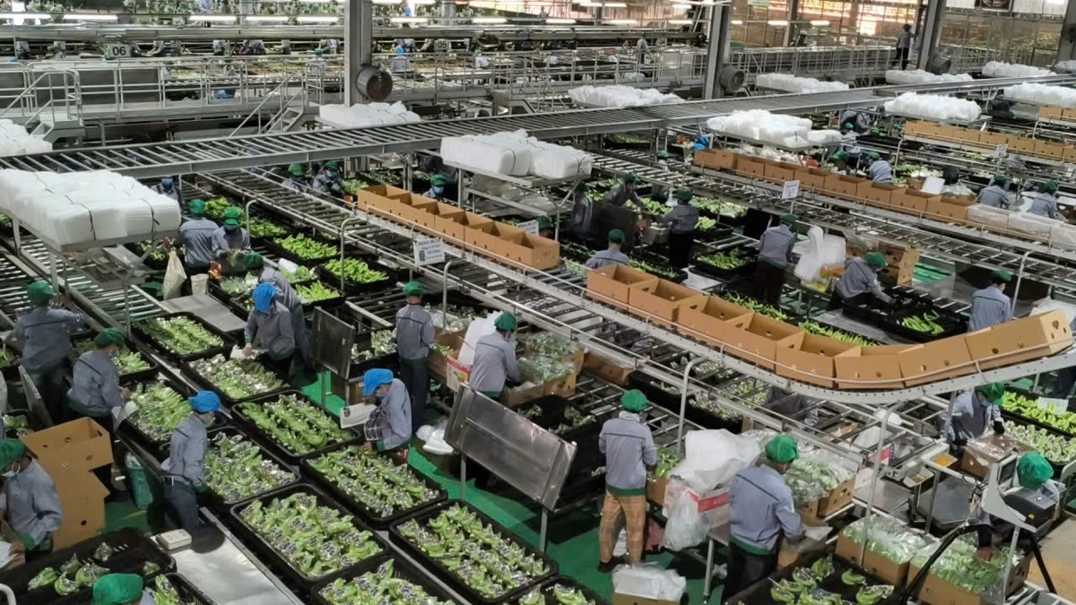 Chi phí leo thang, đầu ra chững lại: Nông nghiệp chịu tác động mạnh- Ảnh 4.