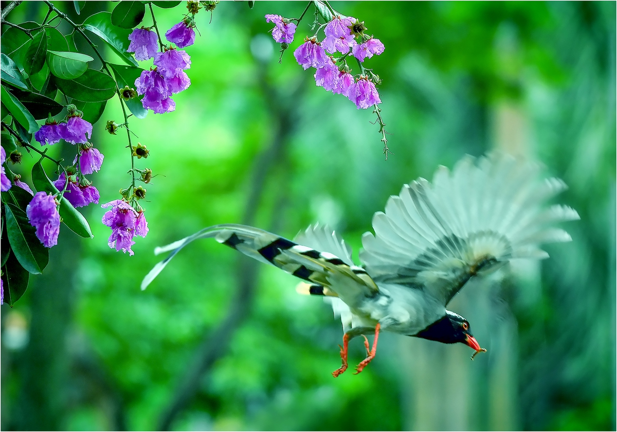 Chim Giẻ cùi mỏ đỏ "ghé phố", thu hút người yêu thiên nhiên- Ảnh 3.