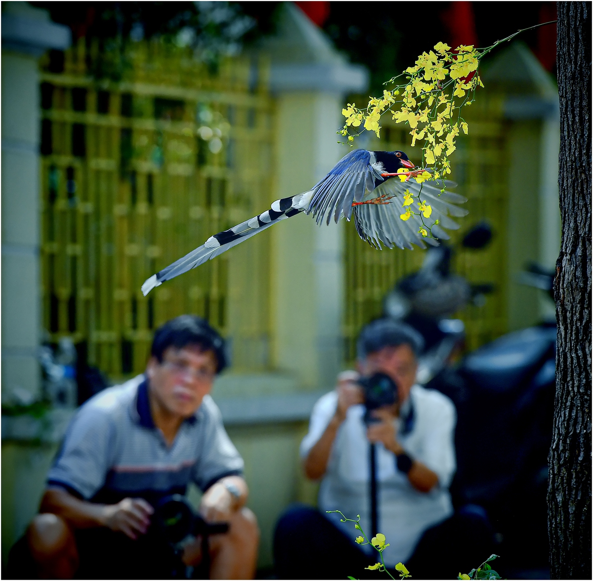 Chim Giẻ cùi mỏ đỏ "ghé phố", thu hút người yêu thiên nhiên- Ảnh 1.