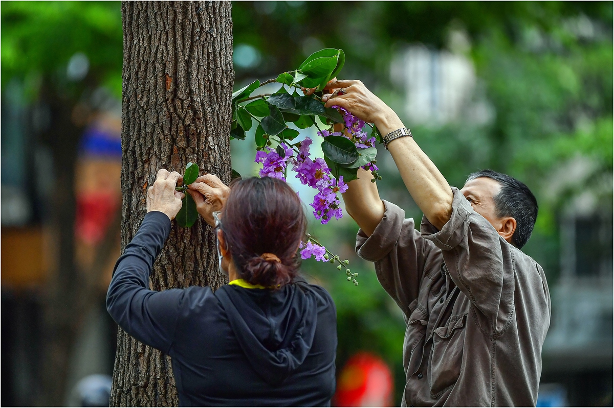 Chim Giẻ cùi mỏ đỏ "ghé phố", thu hút người yêu thiên nhiên- Ảnh 2.