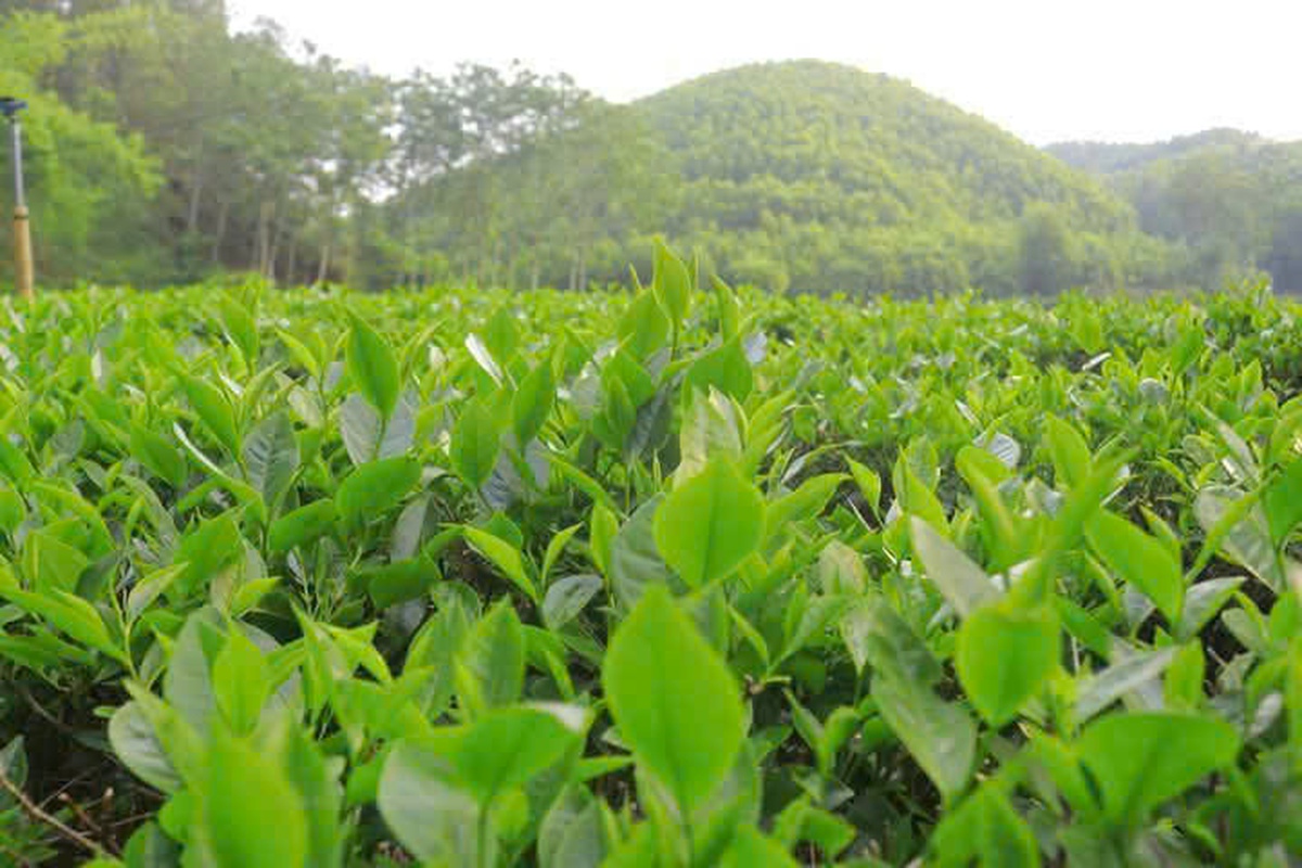Chuyển đổi xanh - thước đo năng lực thích ứng của doanh nghiệp do phụ nữ làm chủ- Ảnh 2.