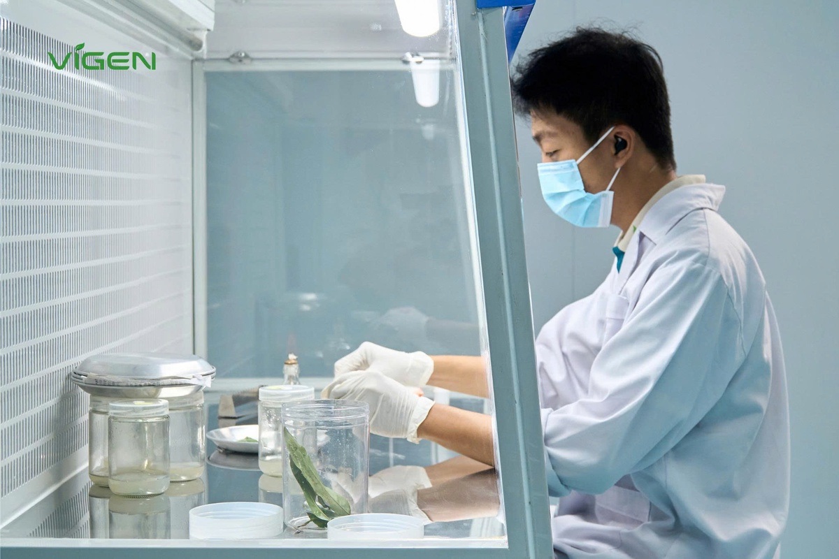 Cây giống ViGen ghi dấu ấn đậm nét trên hành trình hiện đại hóa nông nghiệp Việt- Ảnh 1.