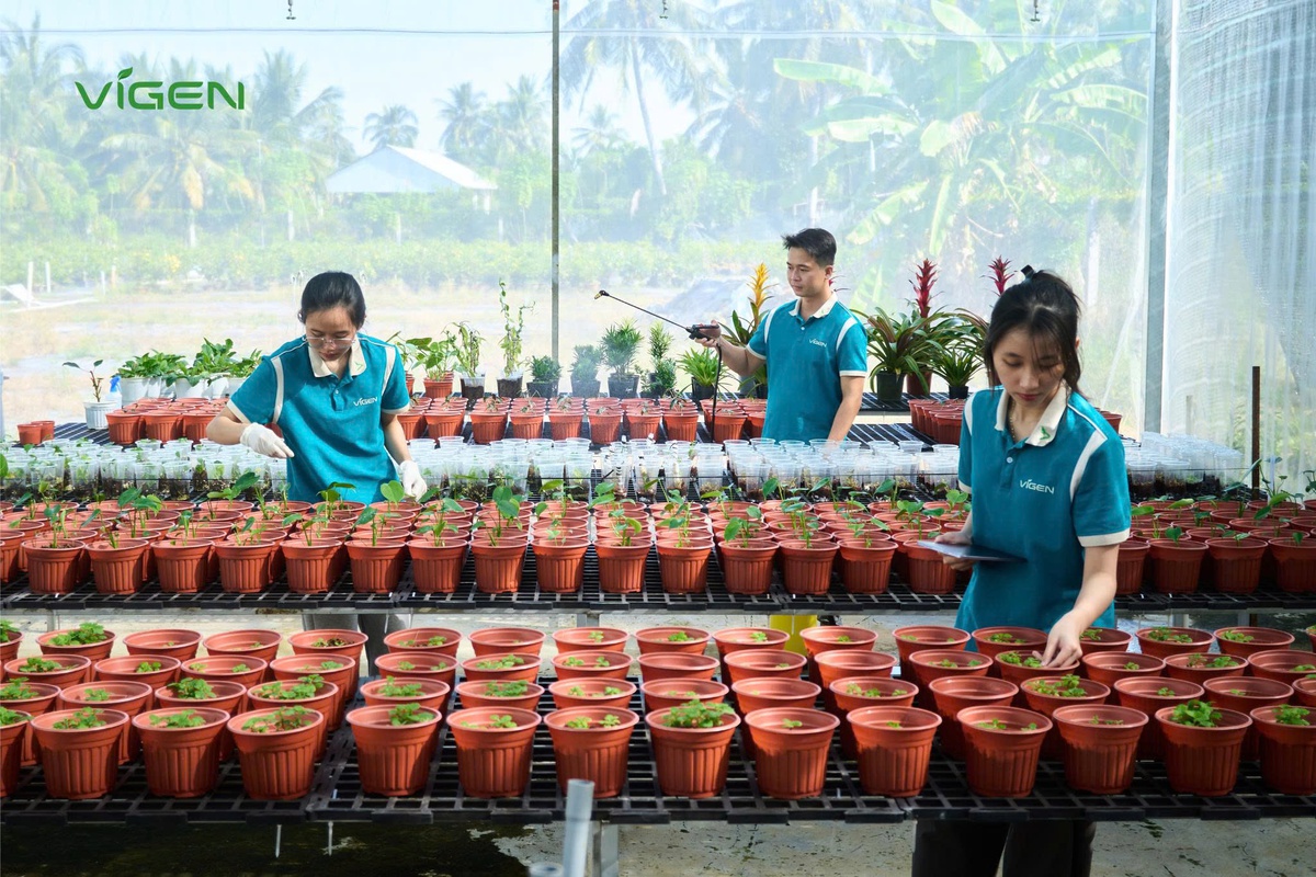 Cây giống ViGen ghi dấu ấn đậm nét trên hành trình hiện đại hóa nông nghiệp Việt- Ảnh 2.