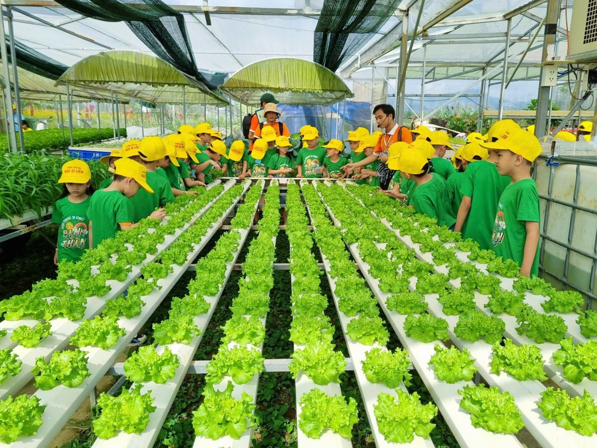 Phụ nữ Túy Loan giữ nhịp sống xanh cho làng rau sạch- Ảnh 5.