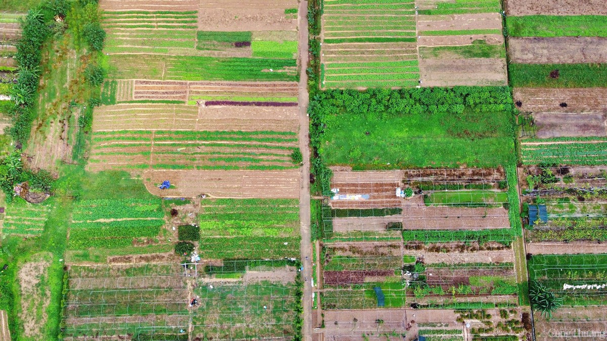 Phụ nữ Túy Loan giữ nhịp sống xanh cho làng rau sạch- Ảnh 1.