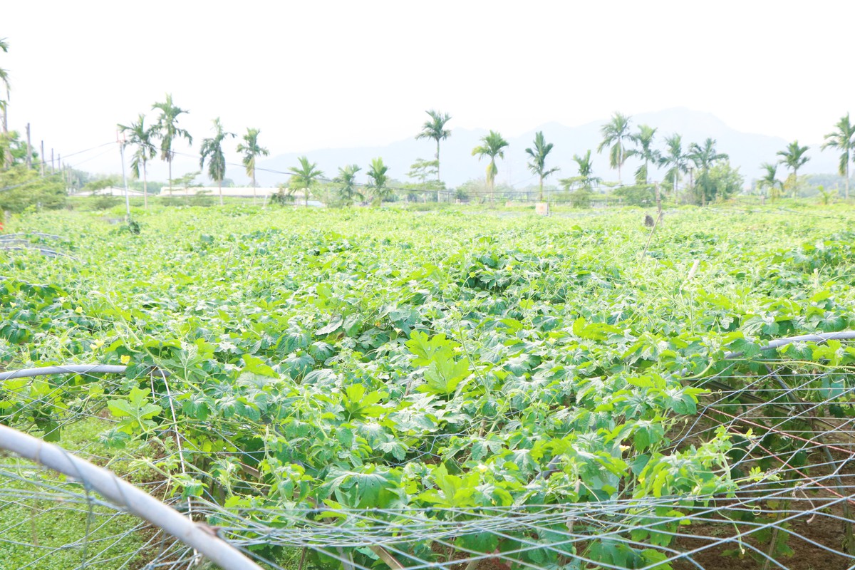 Phụ nữ Túy Loan giữ nhịp sống xanh cho làng rau sạch- Ảnh 6.