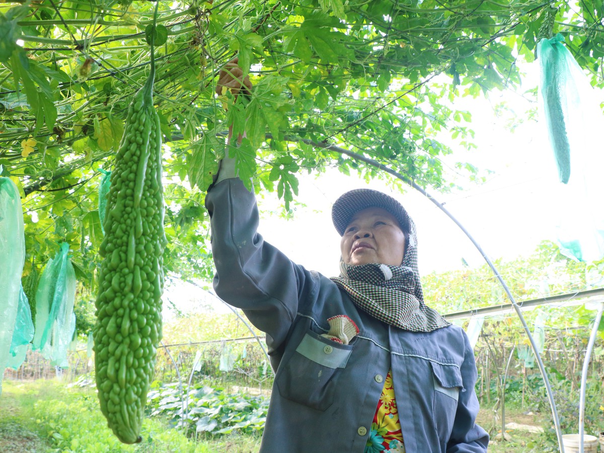 Phụ nữ Túy Loan giữ nhịp sống xanh cho làng rau sạch- Ảnh 2.