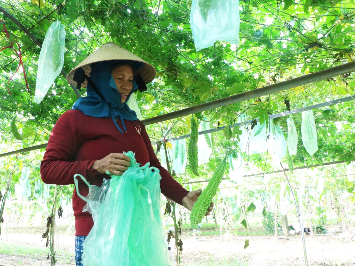 Phụ nữ Túy Loan giữ nhịp sống xanh cho làng rau sạch- Ảnh 3.