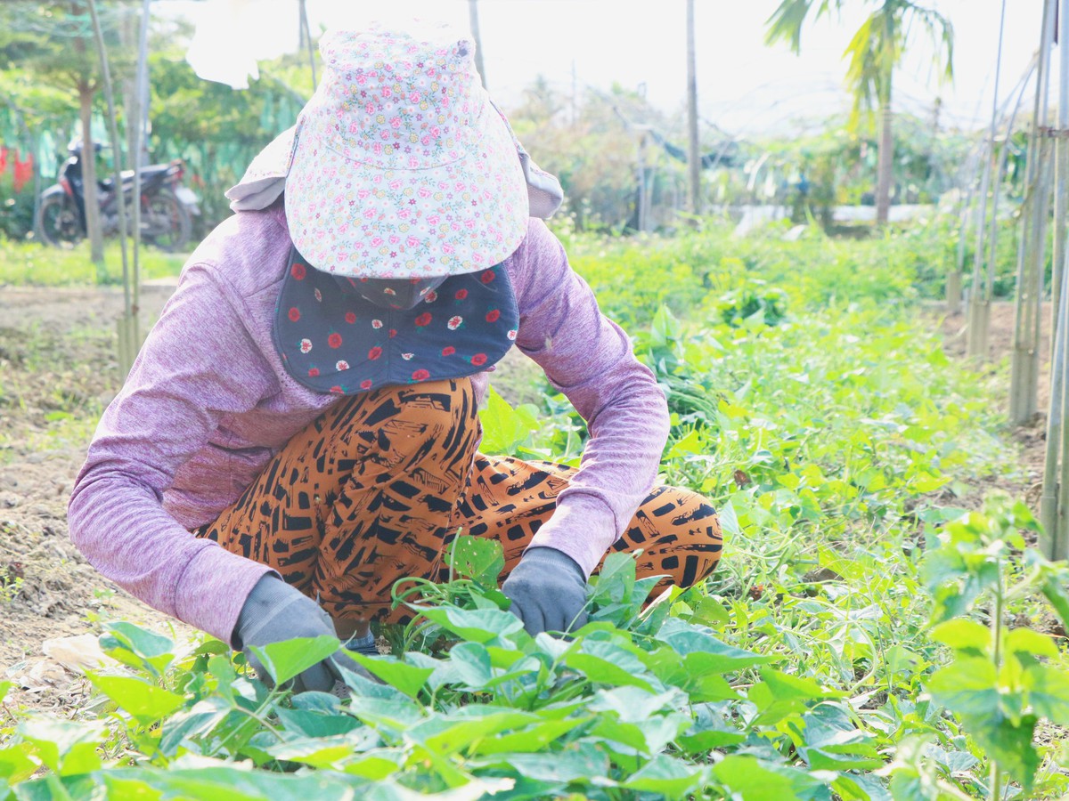 Phụ nữ Túy Loan giữ nhịp sống xanh cho làng rau sạch- Ảnh 4.
