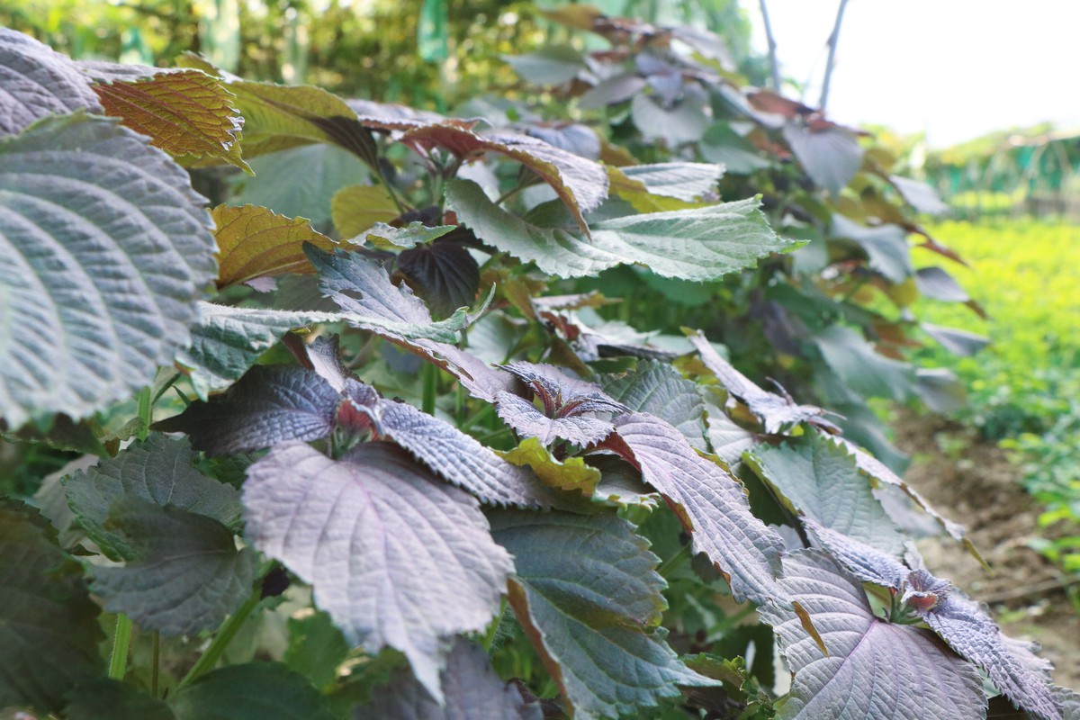 Phụ nữ Túy Loan giữ nhịp sống xanh cho làng rau sạch- Ảnh 8.