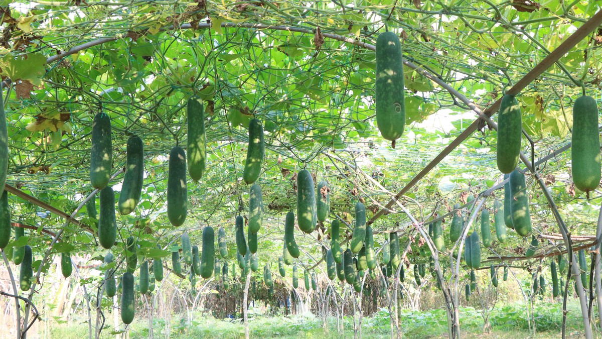 Phụ nữ Túy Loan giữ nhịp sống xanh cho làng rau sạch- Ảnh 7.