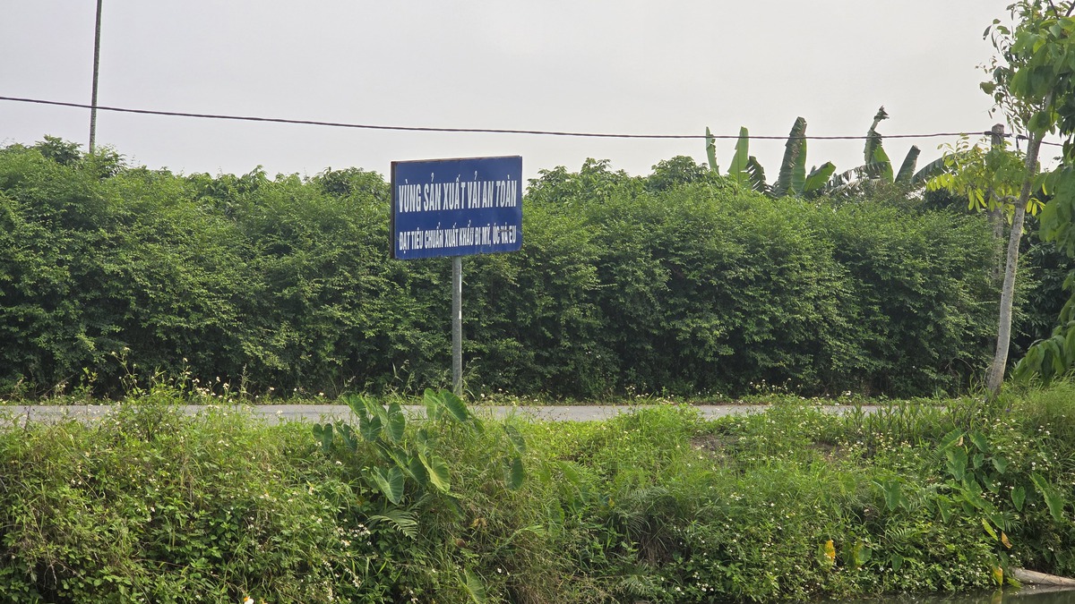 Hải Phòng: Vải sớm tại xã Hà Đông chuẩn bị bước vào thu hoạch- Ảnh 1.