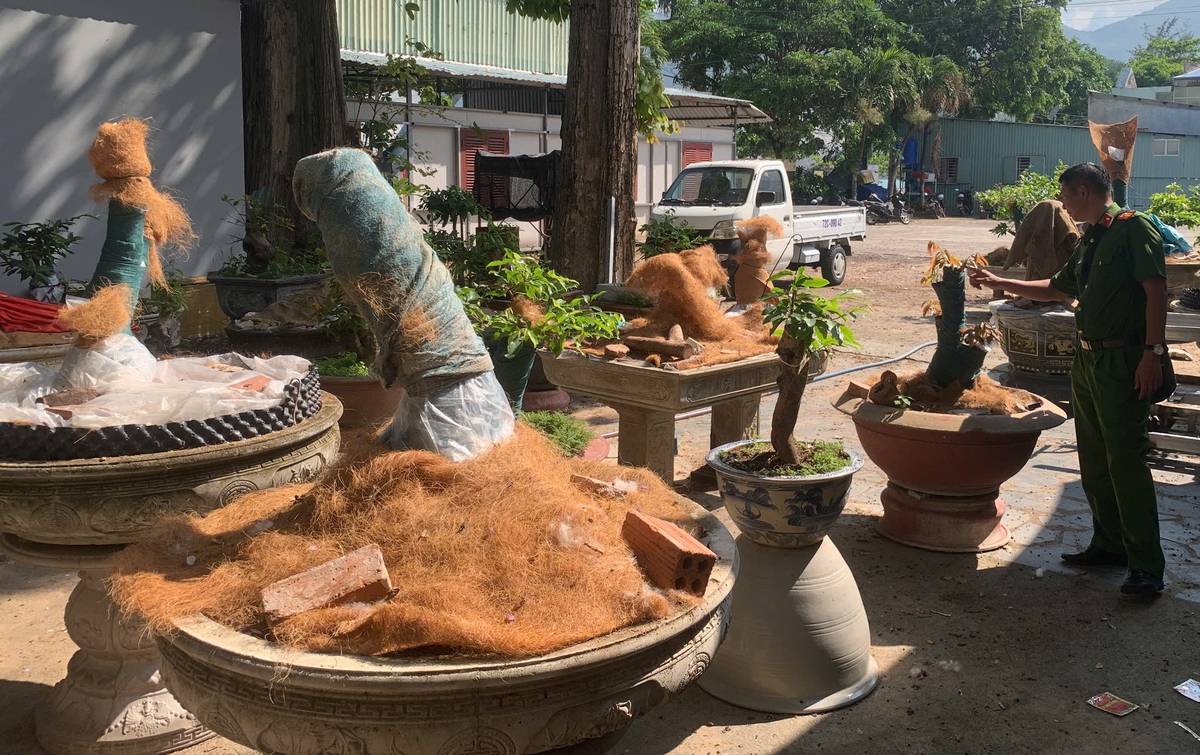 Tranh cãi vụ tịch thu 42 cây mai vàng ở Côn Đảo: Xử phạt có đúng quy định?- Ảnh 1.
