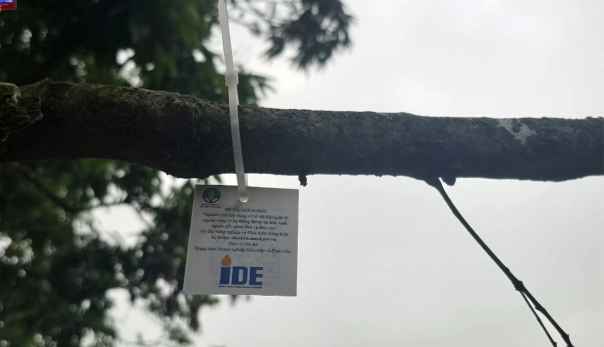 Hải Phòng: Vải sớm tại xã Hà Đông chuẩn bị bước vào thu hoạch- Ảnh 2.