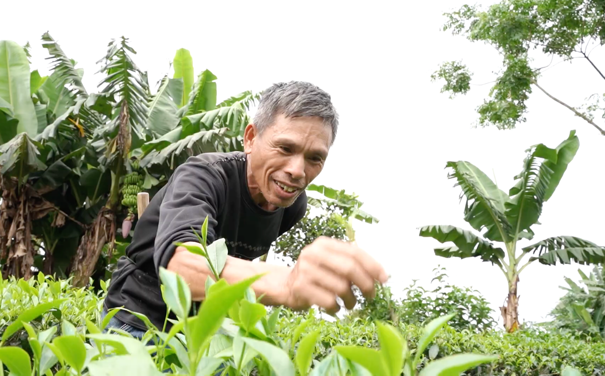 Khói thuốc tan trên đỉnh Sơn Lâm- Ảnh 1. Khói thuốc tan trên đỉnh Sơn Lâm- Ảnh 1.
